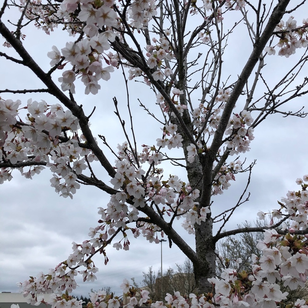 Meet your Posher, Natasha